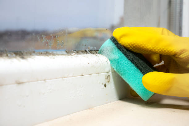 Best Local Mold Removal Service  in Boonville, MO