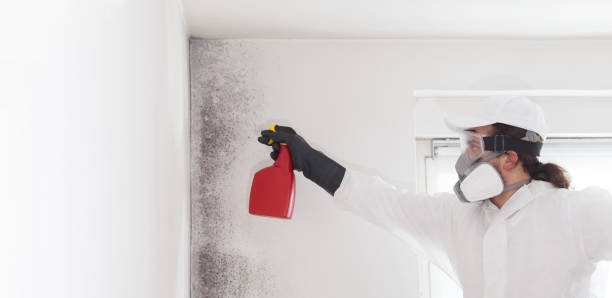Best Fast Mold Removal  in Boonville, MO