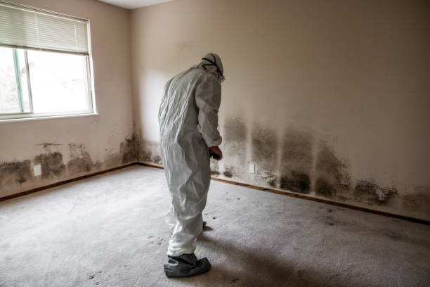 Best Attic Mold Removal  in Boonville, MO