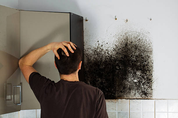 Best Residential Mold Removal  in Boonville, MO
